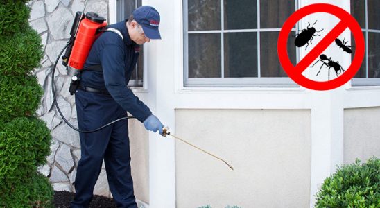 Küre Hamam Böceği İlaçlama böcek ilaçlama ve haşere kontrolü — ilaclama-tr.com